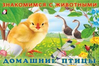 Фламинго Знакомимся с животными Домашние птицы