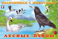 Фламинго Знакомимся с животными Лесные птицы