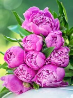 Алмазная Мозаика 30*40см Свежие пионы