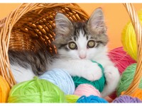 Алмазная Мозаика 22*32 см Котенок в корзине